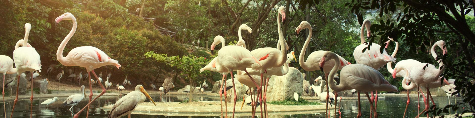 Bali Bird Park - wyjatkowa atrakcja wyspy Bali